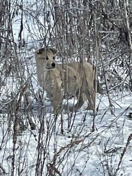 Тнрміново потрібні родини цуценятам!