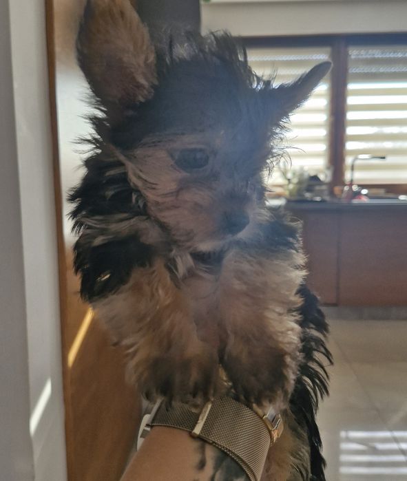 Szczeniak york piesek