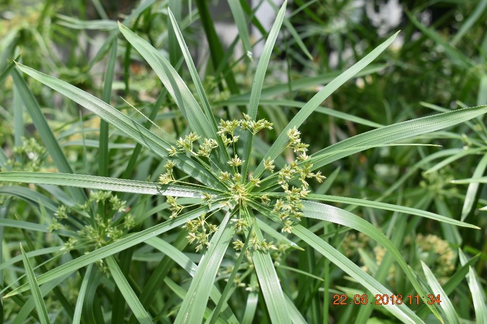 Plantas Aquáticas para lagos
