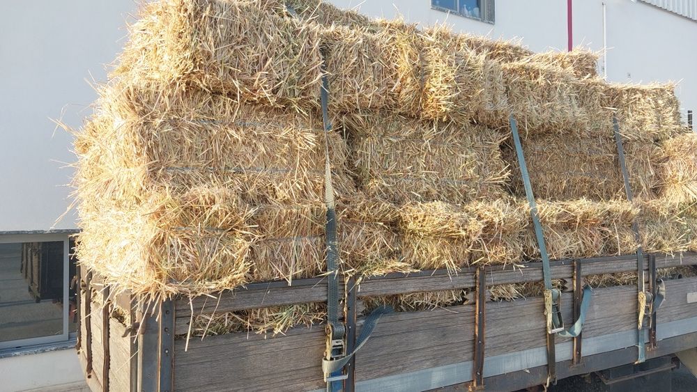 Palha de aveia com semente  ano 22025