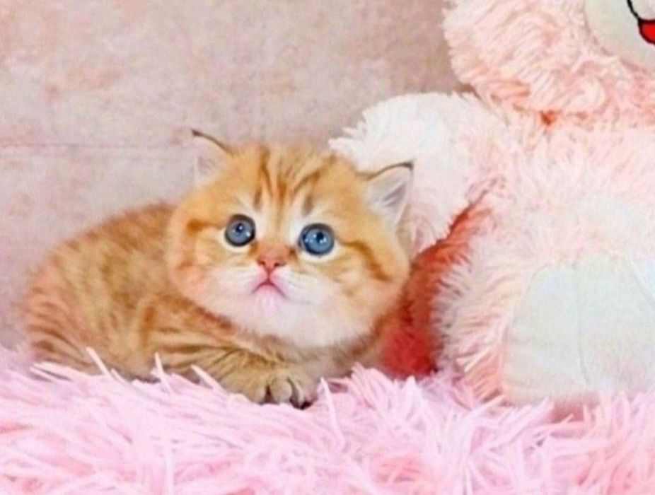 Золотая шиншилла табби, девочка как медвежонок