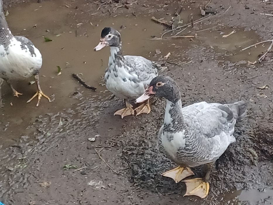 Aves de campo domesticas