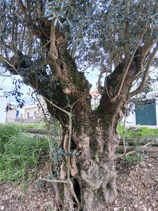 Oliveiras galegas centenárias