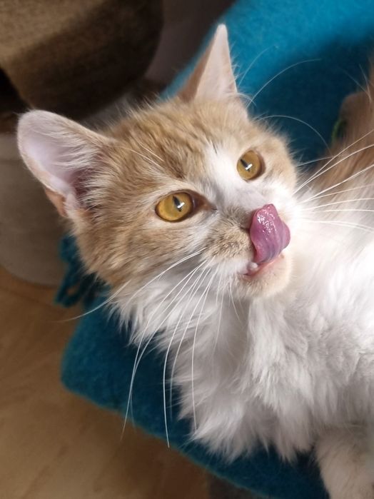 Cudny Kajtuś do adopcji