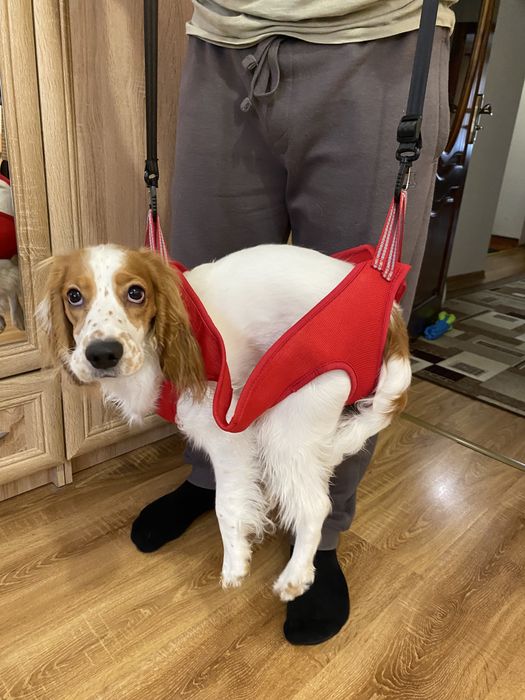 Шлея для собак інвалідів для переноски, або гамак для грумінгу