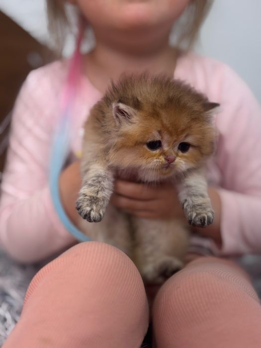 Хлопчик  хайленд шиншила
