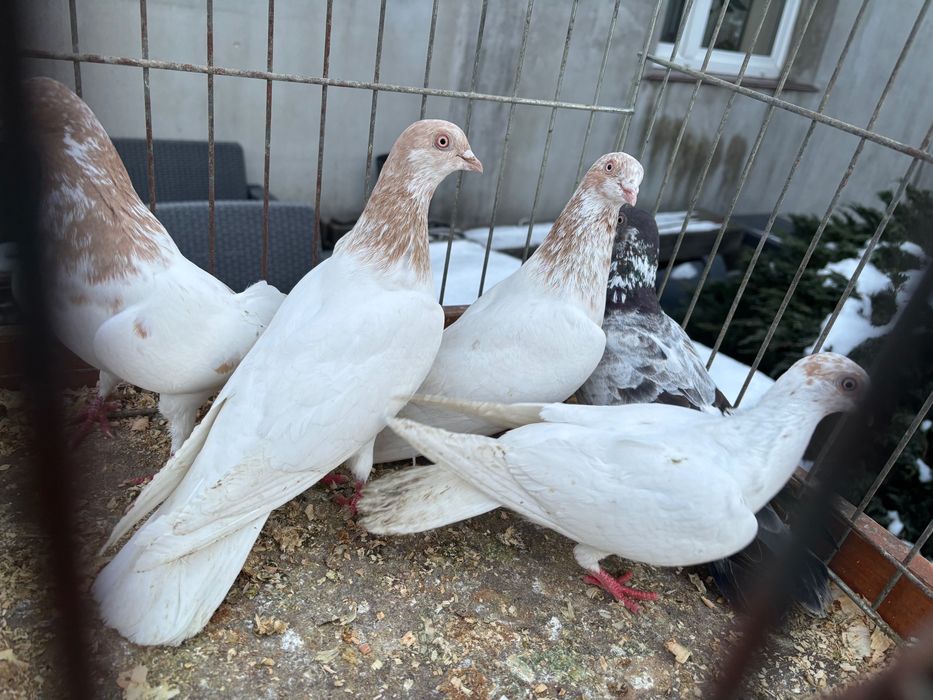 Gołębie Budapeszty