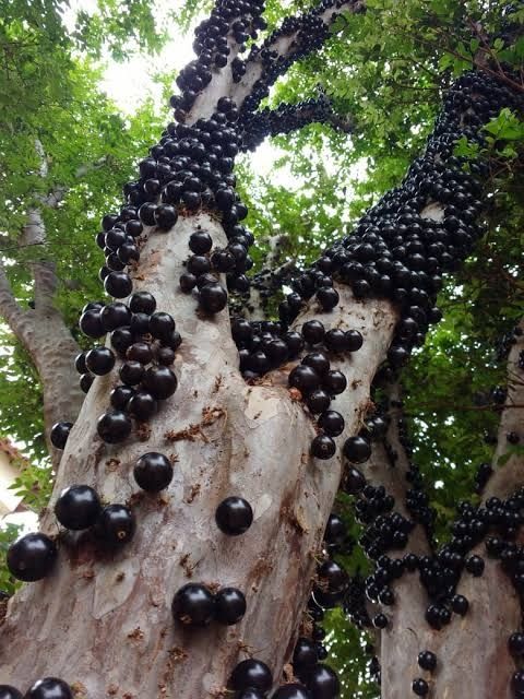 Planta de Jabuticaba Sabara