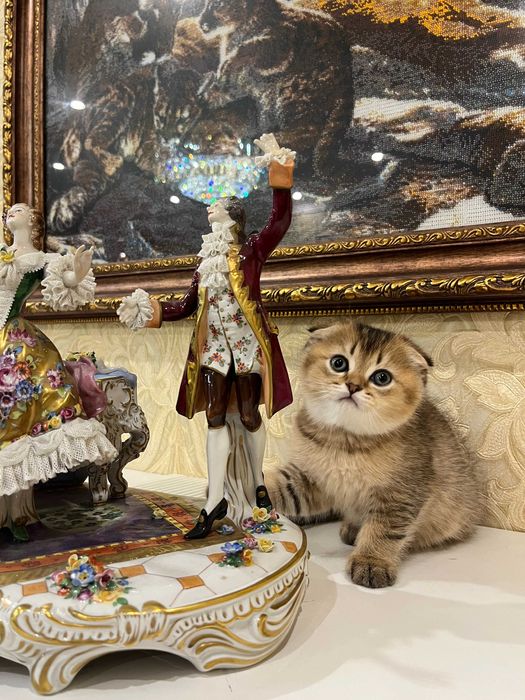 Розкішний шотландський хлопчик Скоттіш Фолд. Золота шиншила.