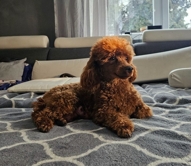 Pudel Toy Red Brown Dziewczynka Już Do Odbioru