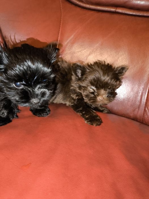 Продам мини мальчиков биро йорчики