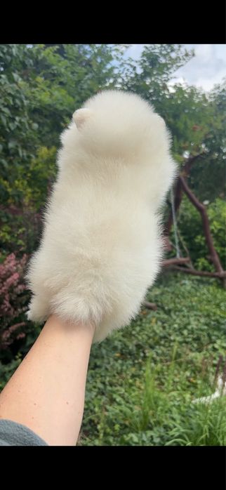 Szpic miniaturowy pomeranian chlopczyk mini xs do 2 kg
