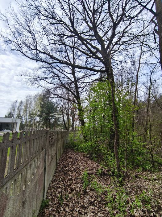 Sprzedam Dęby kłody