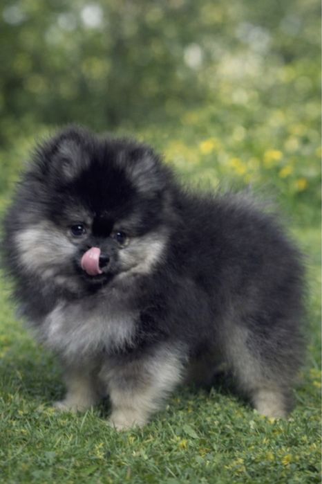 Неймовірний красунчик, Померанський шпіц, хлопчик.