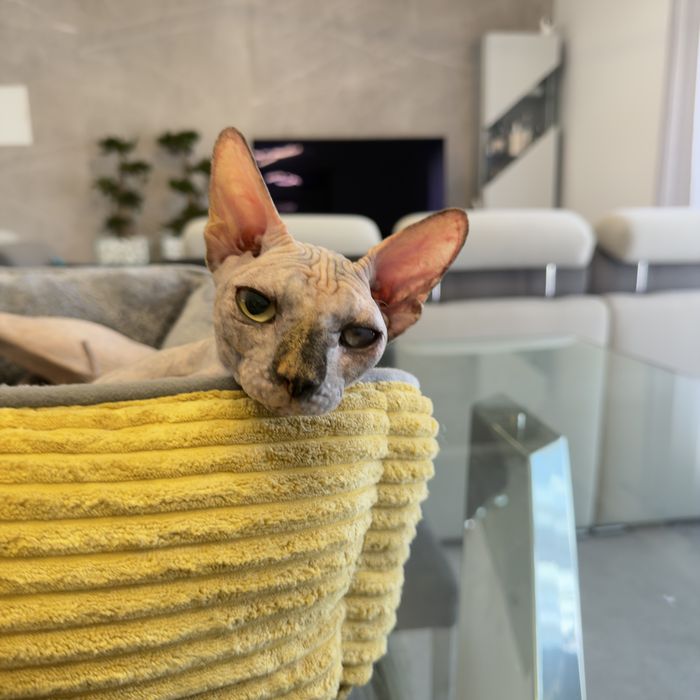 Gatinha Sphynx com um ano e meio