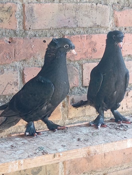 Такла. Голуби. Клітка.