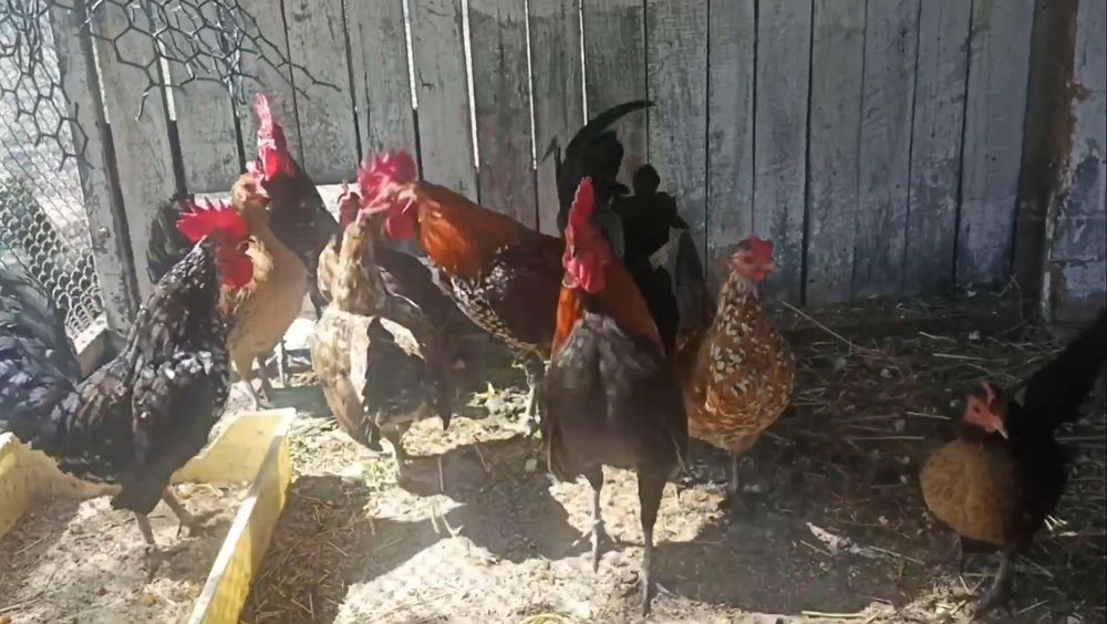 Декоративні кури. Бентамки. Півники