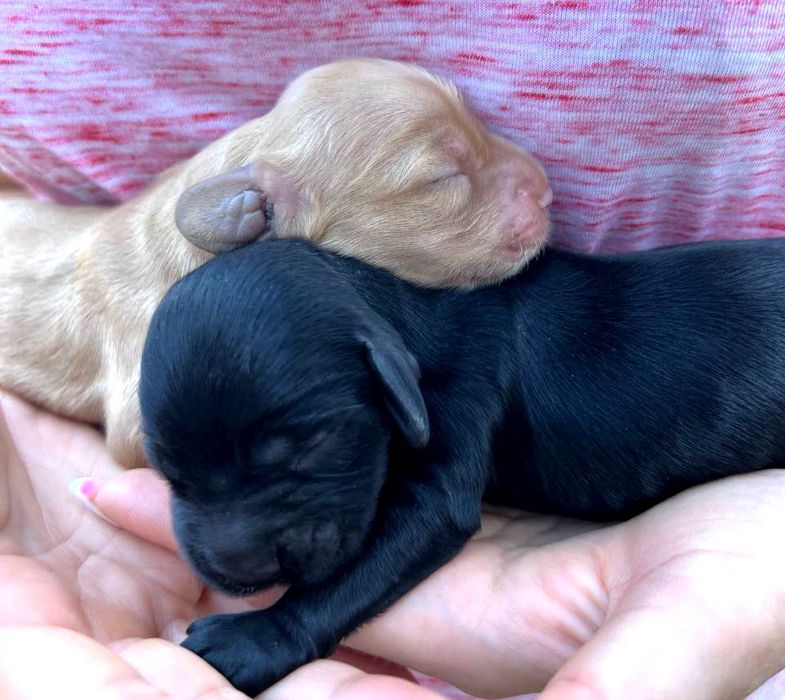 Поспішайте  є в наявності плюшеві Кокер Спанієль!Акція!