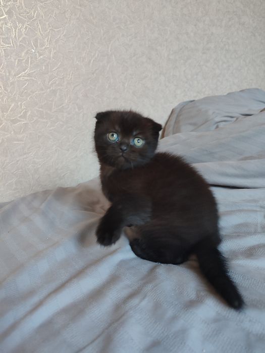 Шотландський висловухий скоттіш фолд, шотландский котенок