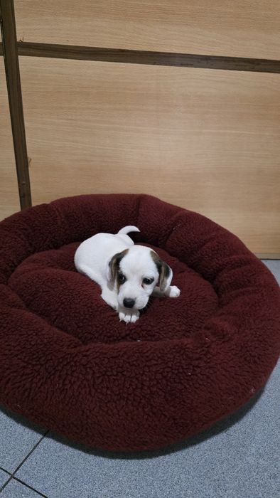 Jack russell macho