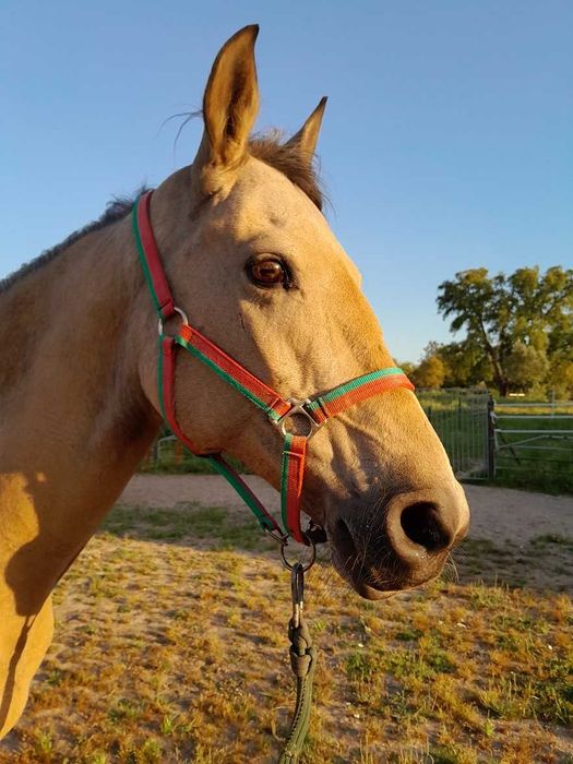 Linda égua cruzada baia montada