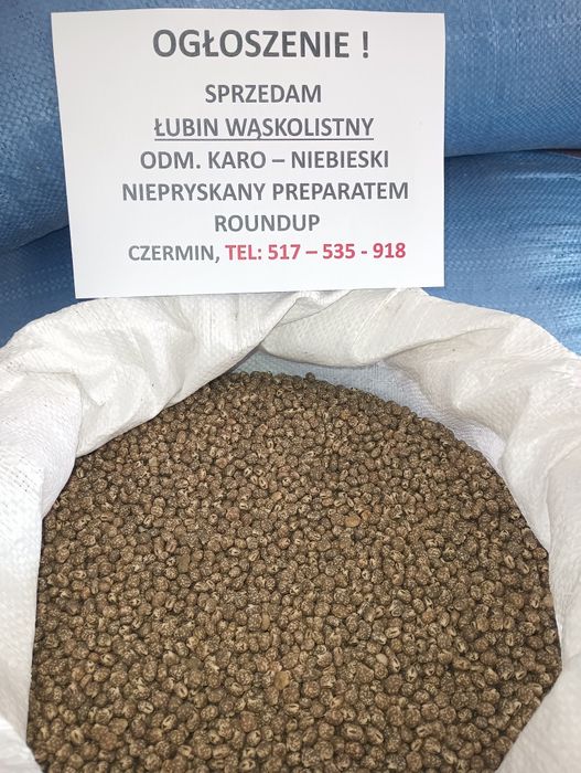 Łubin wąskolistny odmiana KARO niebieski