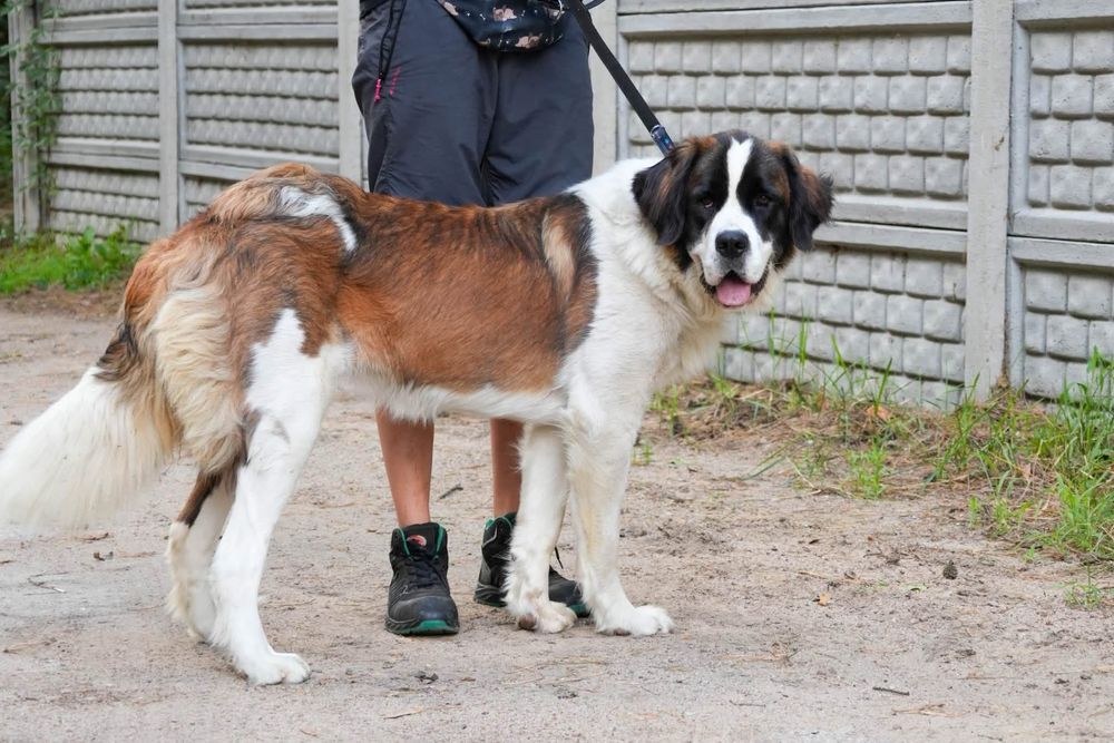 Bernardynka Manta szuka pilnie domu
