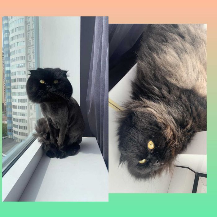 Стрижка Котов у Вас на дому 550 грн Груминг Вычес котов