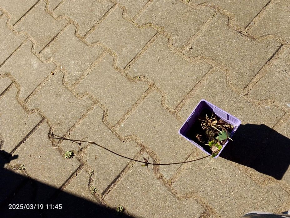 Clematis Paul Farges