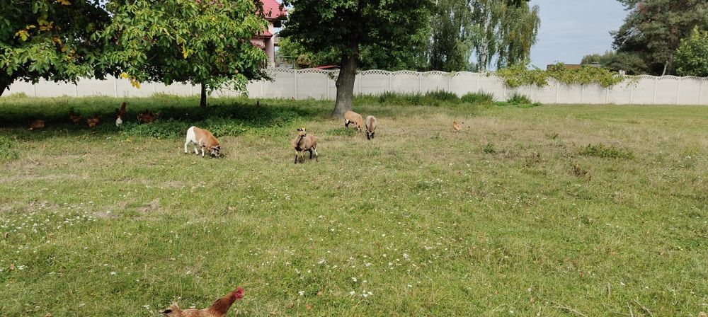owce kameruńskie