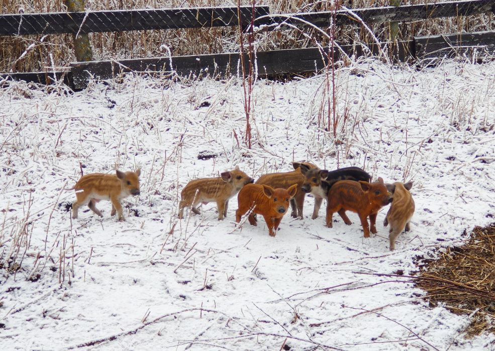 УГОРСЬКА ПУХОВА МАНГАЛИЦЯ 100% поросята, кнурі, свиноматки.
