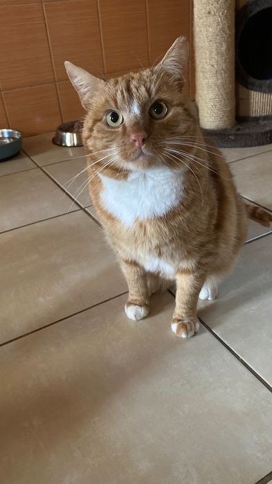 Kocurek około pięć lat