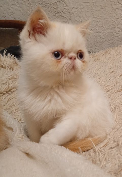 ласкавий муркотунчик, котик