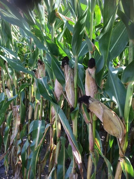 Kiszonka z kukurydzy w belach