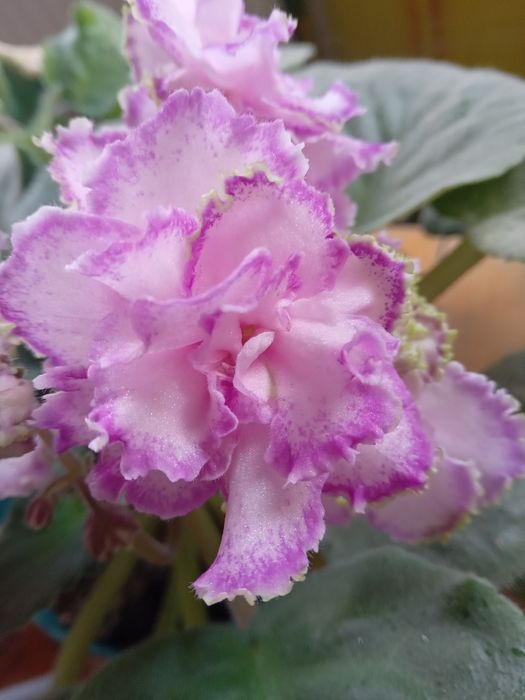 Фиалки ( сенполия)