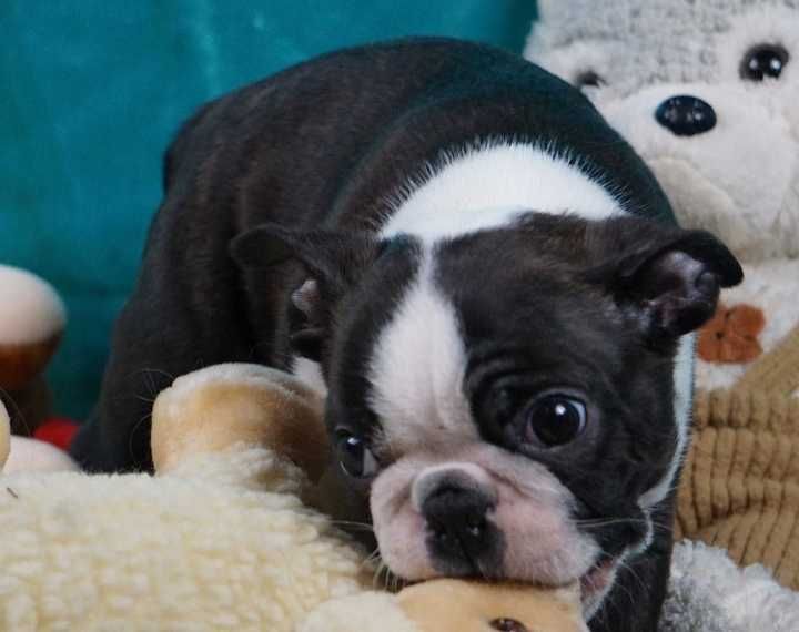 Boston terrier disponível