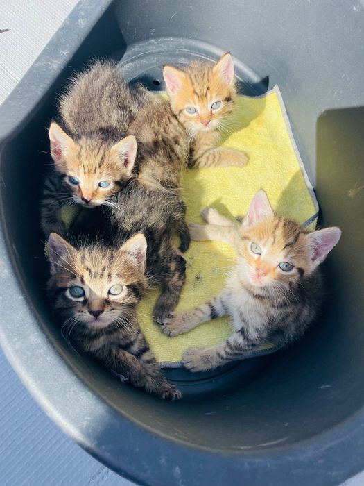 Gatinhos para adocao