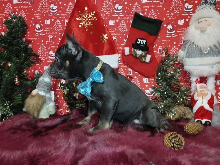 Шикарный парень с пакетом документов. Доставка по Украине и Европе.