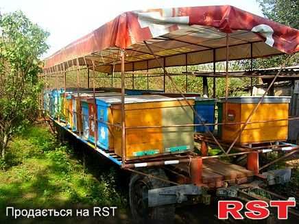 продам бджолосімї
