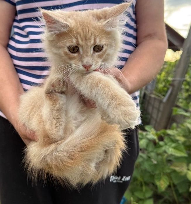 Коти в добрі руки