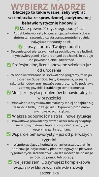 Idealny Cavalier King Charles Spaniel po szkoleniu behawioralnym