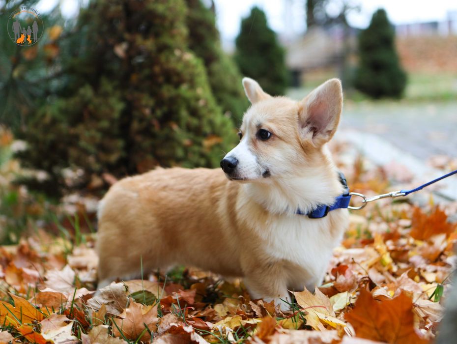 Welsh Corgi Pembroke - rodzice przebadani na chor. gen
