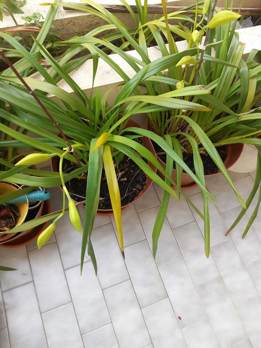 Vasos Orquideas amarelas