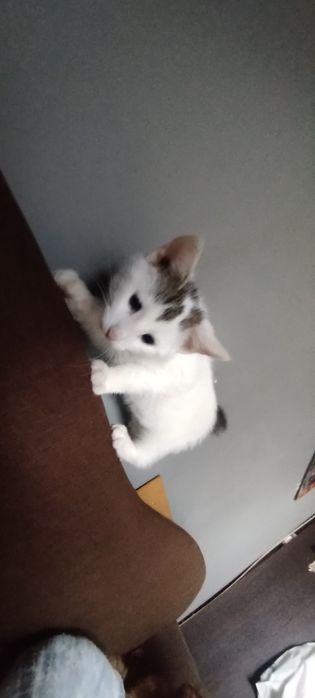 Oddam kotka w dobre ręce