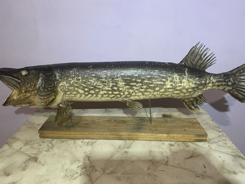 Чучело трофейної щуки