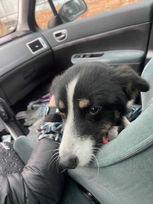 Figa- maleństwo do adopcji.