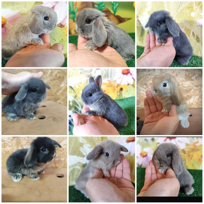 PIĘKNY Karzełek Niderlandzki Mini REX LOP królik miniaturka baranek