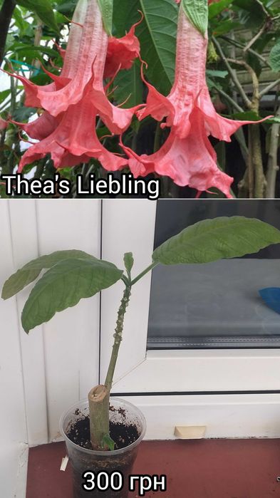 Бругмансия 6 сортов хорошо укоренённые черенки