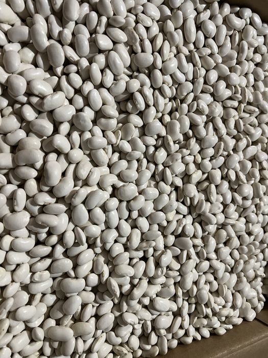 Fasola Jaś Karłowy zbiór wrzesień 2025, nie suszona - sucha ,15kg,