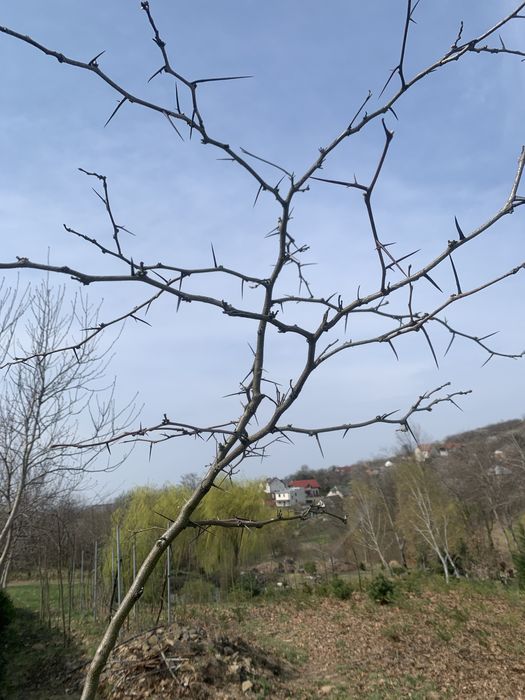 Дерева гледічіі від 2 до 5 метрів